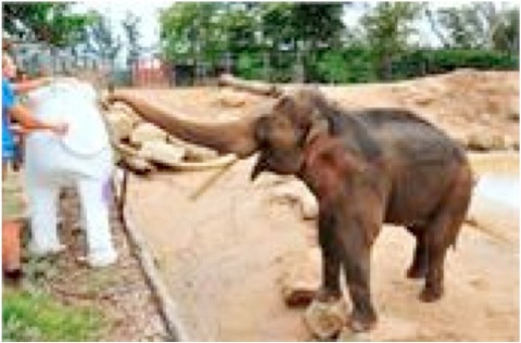 Mali paints sculpture